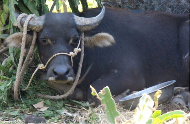 Con-trau-huc-nguoi-2