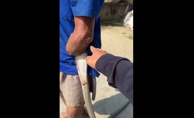 cu-ong-cut-tay-kep-chat-ran-ho-mang-2