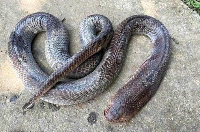 cu-ong-cut-tay-kep-chat-ran-ho-mang-3