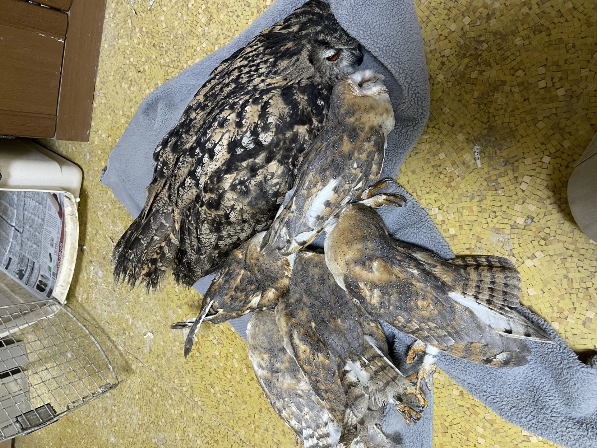 17-1773716592-tham-kich-42-con-cu-guc-chet-sai-lam-tu-mot-dau-phay-va-lo-hong-phap-ly-chan-dong