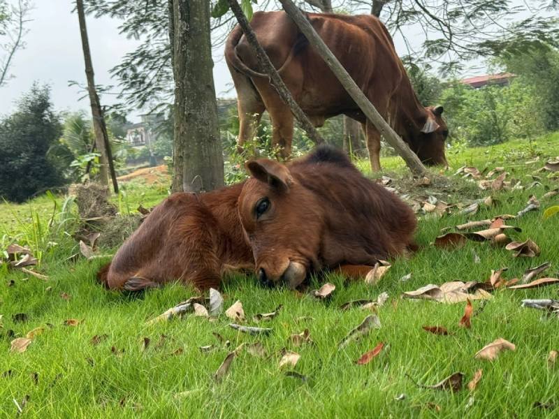 17-1773722265-bo-me-bat-ngo-quy-xuong-khi-bi-nguoi-mua-dat-di-o-tuyen-quang-cai-ket-khien-nhieu-nguoi-xuc-dong
