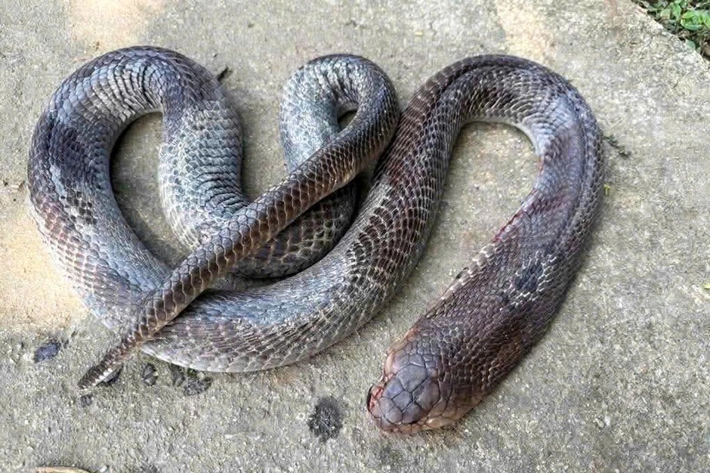 17-1773760532-vu-ong-lao-cut-tay-bi-ran-can-so-tien-ung-ho-qua-lon-gia-dinh-xin-dung-nhan-ho-tro