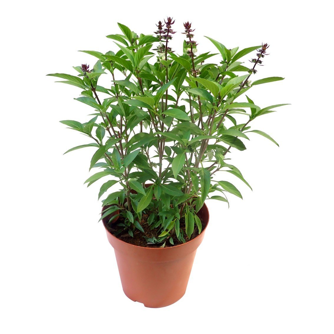 9 loại cây đuổi muỗi nên trồng ngay trong nhà vào mùa hè này - Ảnh 3.