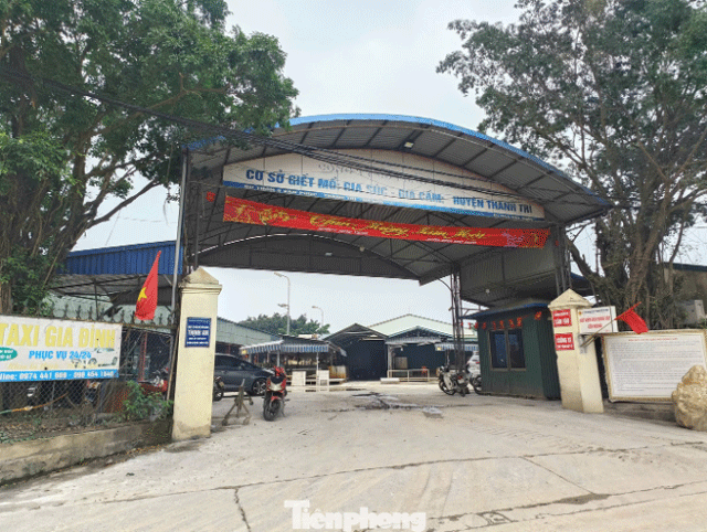 300-tan-thit-lon-benh-1