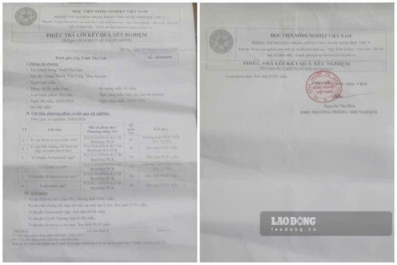 02-1775102219-phu-huynh-tu-bo-tien-xet-nghiem-phat-hien-thit-lon-truong-mam-non-nhiem-ta-lon-chau-phi-va-ecoli