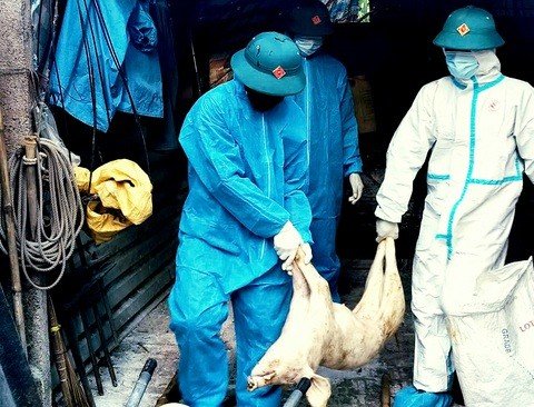 300 tấn heo bệnh vào trường học: Ăn thịt nhiễm dịch tả heo châu Phi gây hại thế nào? - Tuổi Trẻ Online