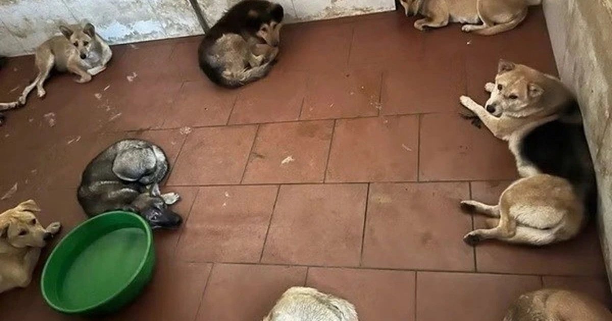 05-1775378715-ha-noi-triet-pha-bang-nhom-cau-tac-chuyen-nghiep-chia-3-ca-hanh-nghe-voi-nhieu-hang-nong