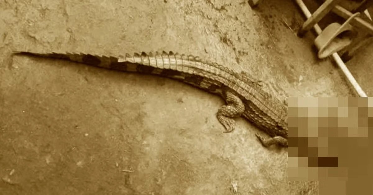 05-1775379847-tay-ninh-truy-tim-ca-sau-dai-15m-dang-lan-khuat-duoi-kenh-chinh-quyen-phat-bao-dong-khan