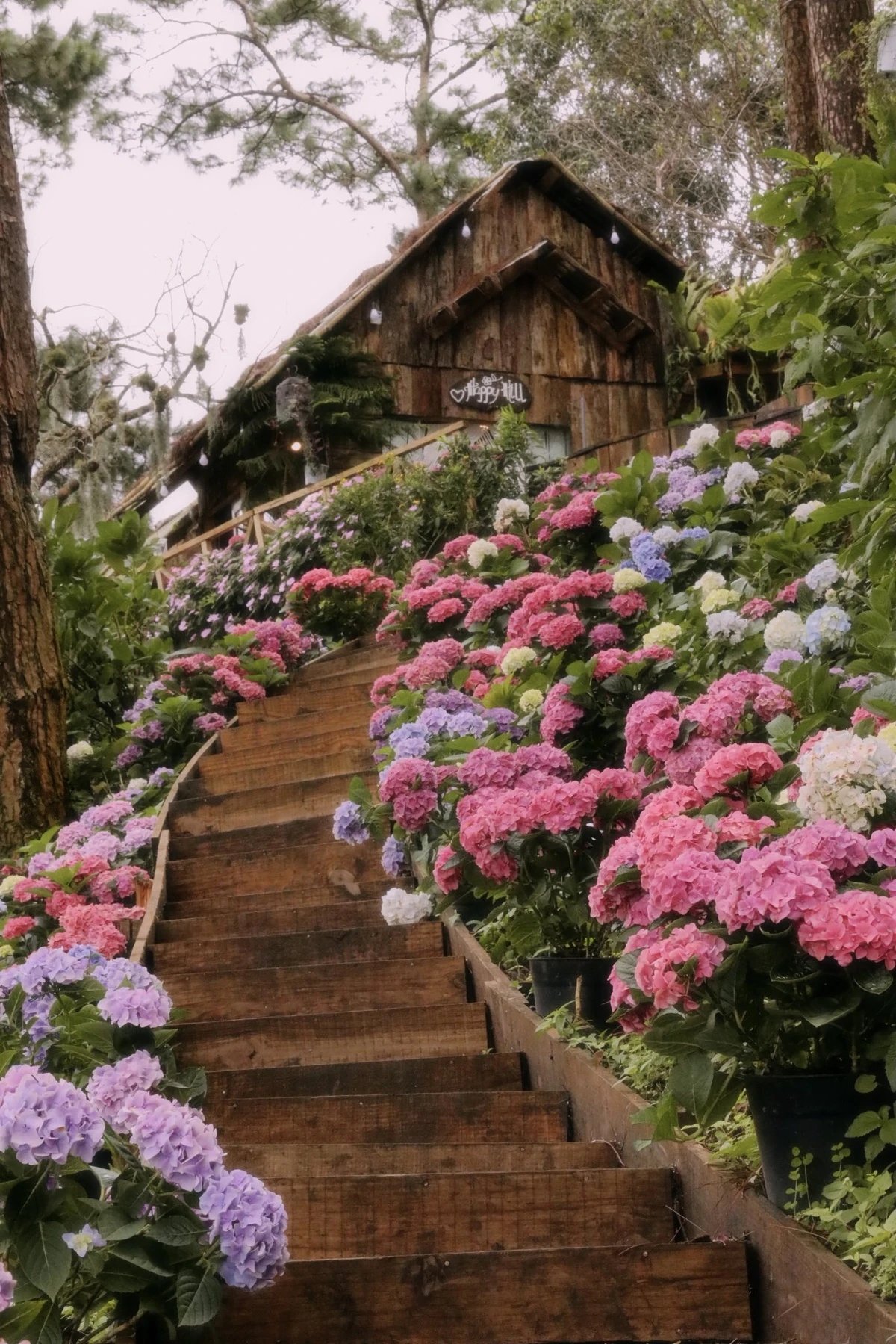 15-1776223797-co-long-da-lat-hut-khach-tro-lai-sau-on-ao-quan-nhieu-thoi-diem-qua-tai