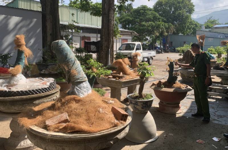 18-1776475610-vu-tich-thu-42-cay-mai-vang-o-con-dao-co-quan-chuc-nang-tra-lai-21-cay-cho-chu-so-huu