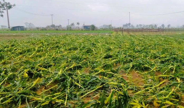 21-1776728310-khoang-4000-ngoi-nha-tai-thanh-hoa-hu-hai-sau-tran-mua-da-dong-loc-du-doi