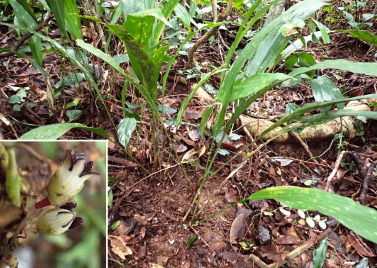 22-1776830770-phat-hien-hai-loai-thuc-vat-moi-tai-quang-tri-lam-giau-them-kho-bau-da-dang-sinh-hoc