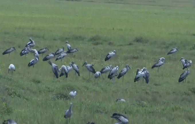 23-1776913789-dan-chim-quy-hiem-trong-sach-do-bat-ngo-xuat-hien-tai-ha-tinh