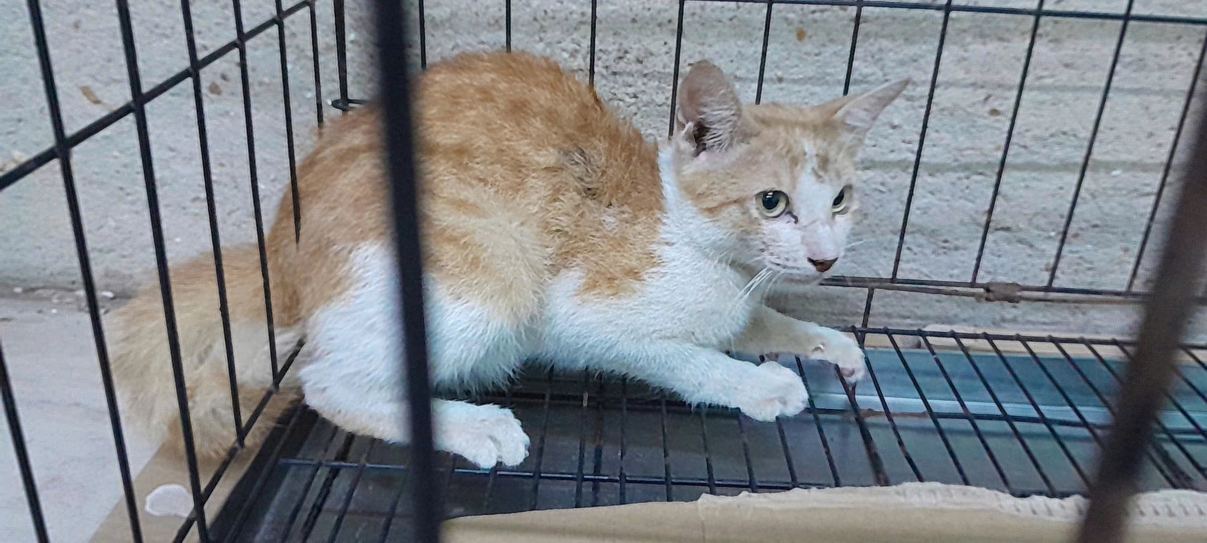 25-1777120271-meo-hoang-roi-vao-chuong-da-nhan-tai-thao-cam-vien-nhan-vien-tuc-toc-giai-cuu-khan-cap