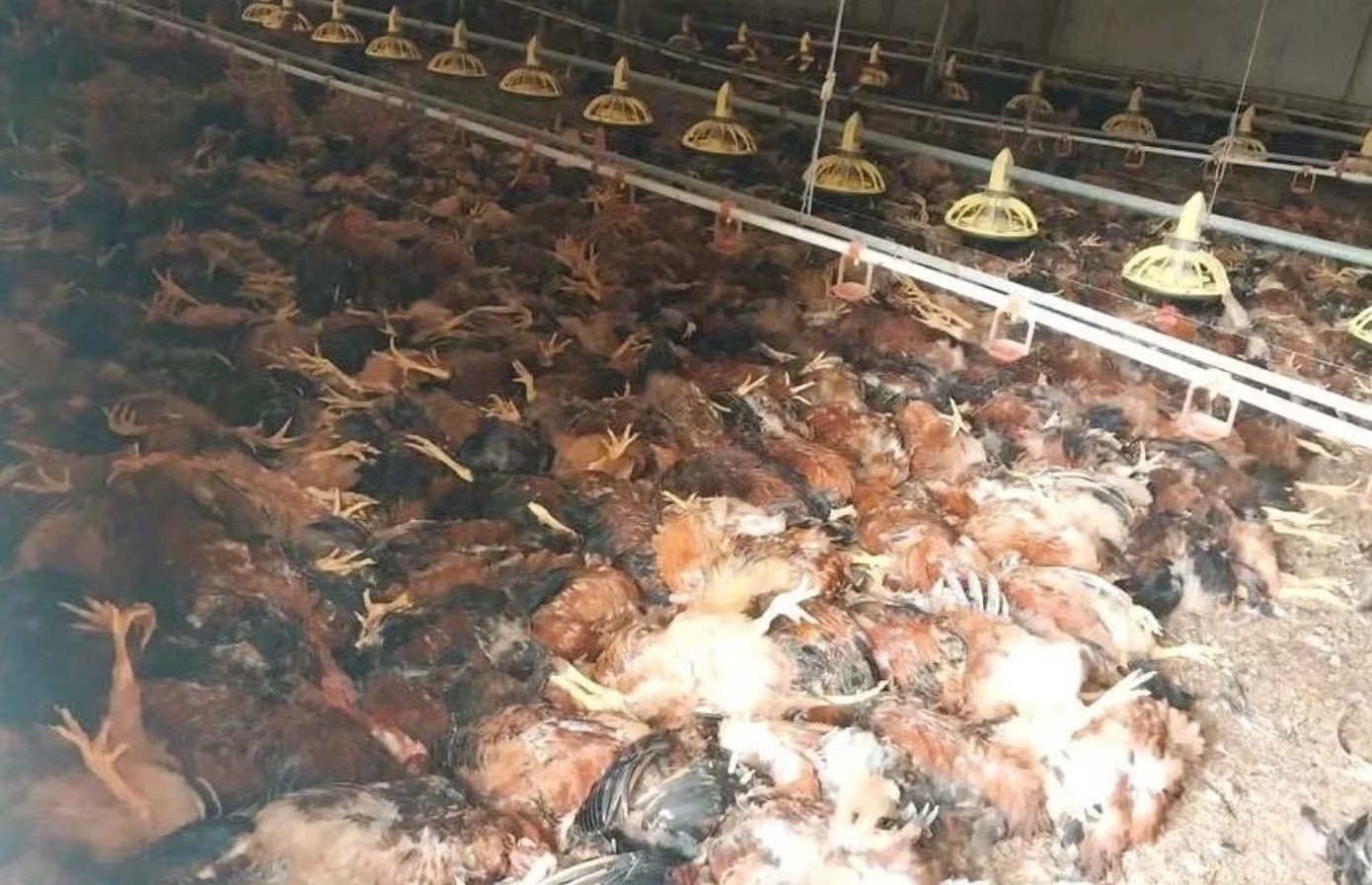 27-1777262651-chap-dien-giua-dem-khien-hon-5000-con-ga-chet-ngat-chu-trang-trai-thiet-hai-nang