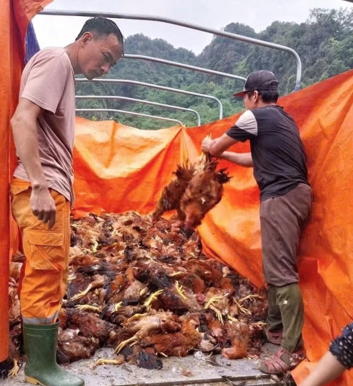 27-1777262651-chap-dien-giua-dem-khien-hon-5000-con-ga-chet-ngat-chu-trang-trai-thiet-hai-nang