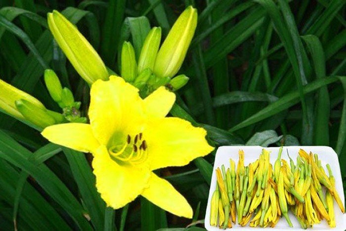 Tránh sử dụng hoa kim châm tươi chưa qua sơ chế vì có thể chứa độc tố tự nhiên