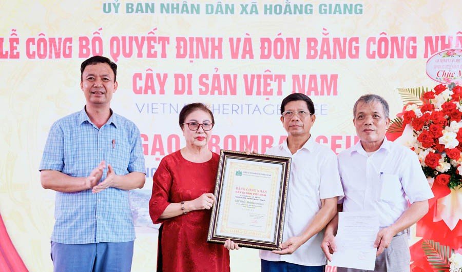 30-1782835207-cay-gao-gan-400-nam-tuoi-chinh-thuc-duoc-vinh-danh-la-cay-di-san-viet-nam