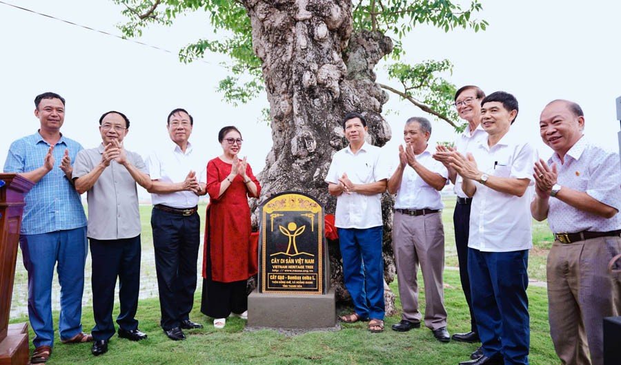 30-1782835207-cay-gao-gan-400-nam-tuoi-chinh-thuc-duoc-vinh-danh-la-cay-di-san-viet-nam