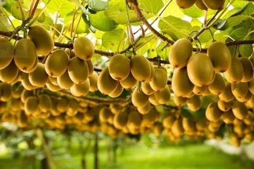 20-1784562175-loai-qua-vo-xu-xi-duoc-vi-nhu-sieu-thuc-pham-mang-lai-hang-loat-loi-ich-cho-suc-khoe