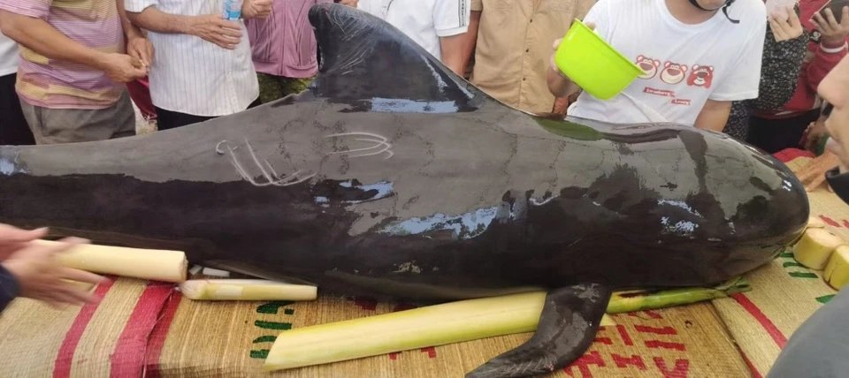 28-1785233416-quang-ngai-ca-heo-nang-300kg-dat-vao-bo-ke-song-tra-bong