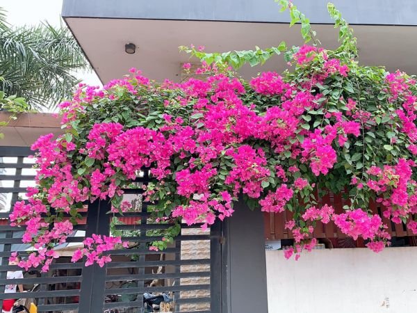 Cây Hoa Giấy Trong Phong Thủy: Ý Nghĩa, Vị Trí Đặt - Xây dựng Á Âu - XÂY NHÀ TRỌN GÓI