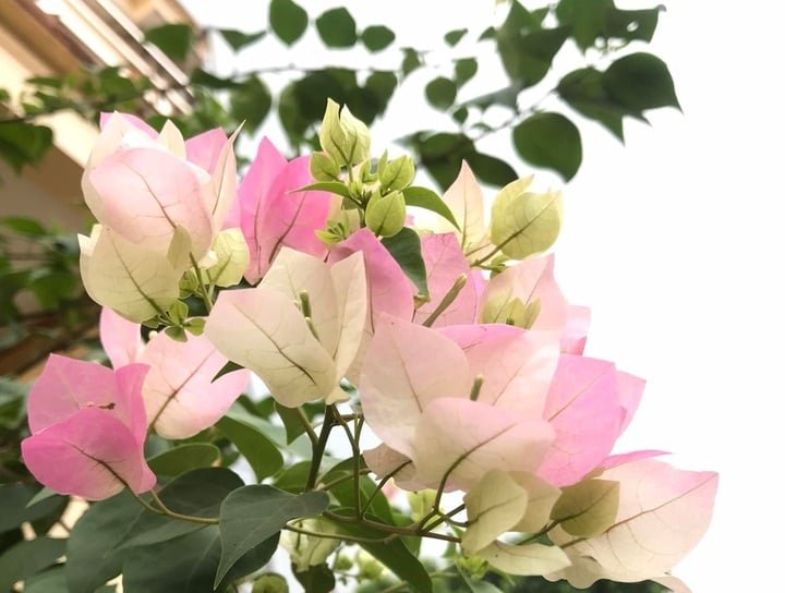Ý nghĩa phong thủy của hoa giấy sakura và lợi ích tiêu dùng