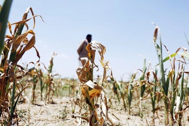11-1786416299-el-nino-2026-manh-len-bat-thuong-co-the-tro-thanh-su-kien-manh-nhat-tung-ghi-nhan