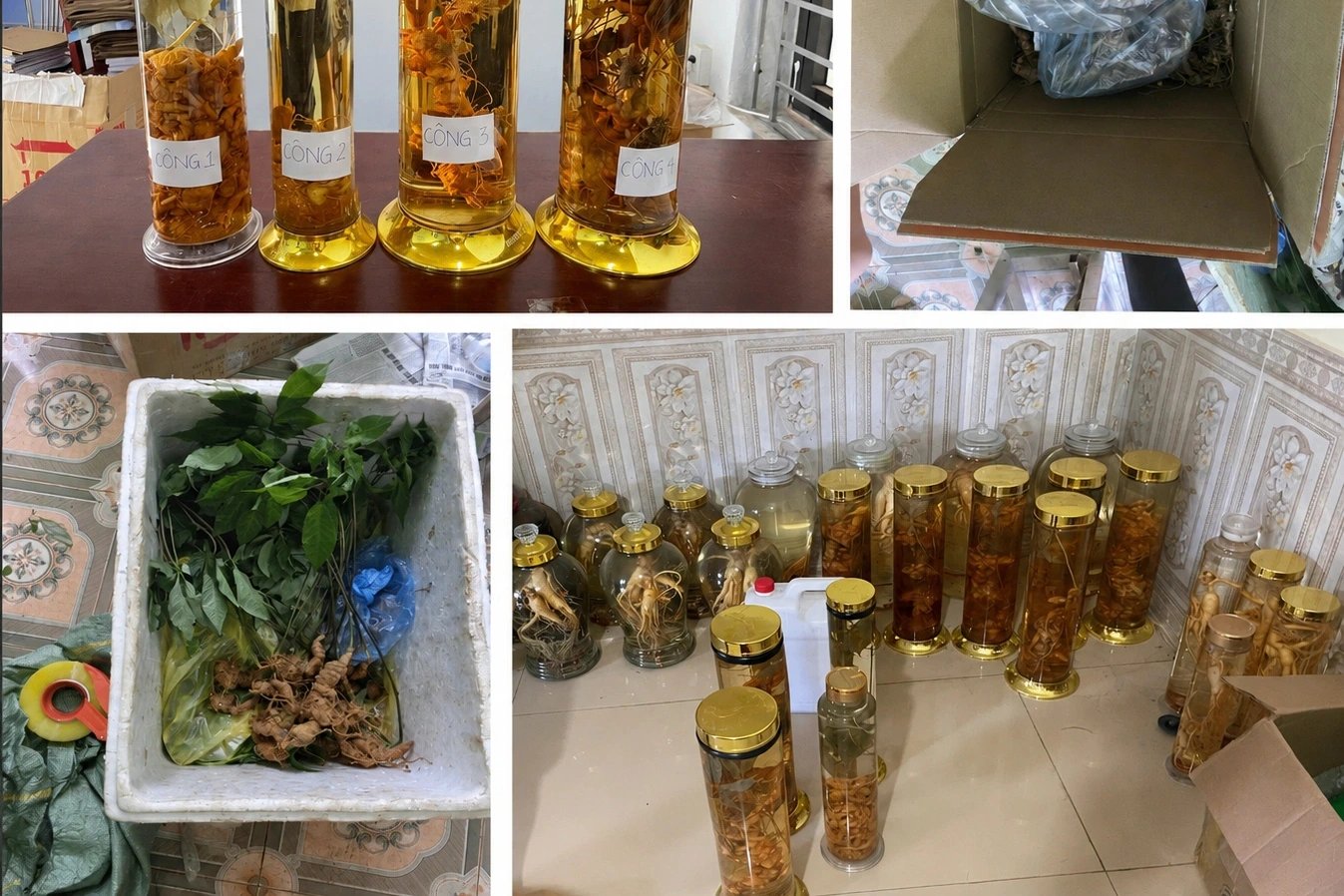 25-1787667428-ban-sam-lai-chau-nhung-noi-la-sam-ngoc-linh-nu-chu-kenh-tiktok-bi-khoi-to