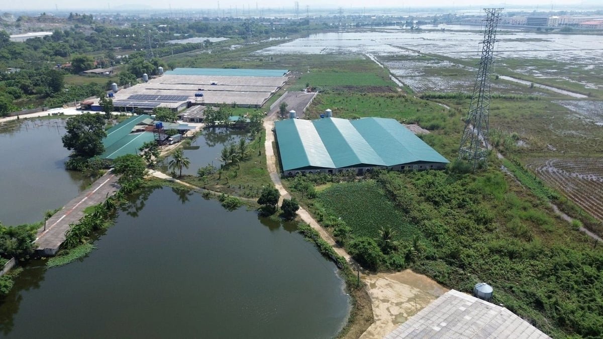 23-1790128607-lu-tran-vao-trang-trai-60000-con-ga-vit-chet-ngat-chu-trai-thanh-hoa-thiet-hai-toi-10-ty-dong
