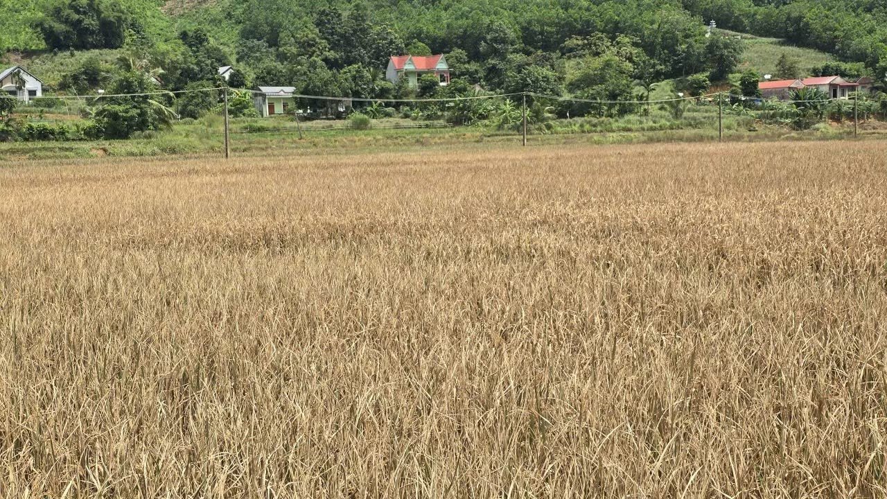 29-1790664245-lu-rut-hang-tram-ha-cay-trong-o-thanh-hoa-hu-hai-nguoi-dan-lo-mat-trang