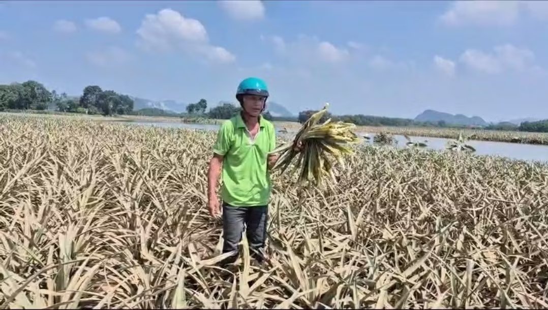 29-1790664245-lu-rut-hang-tram-ha-cay-trong-o-thanh-hoa-hu-hai-nguoi-dan-lo-mat-trang