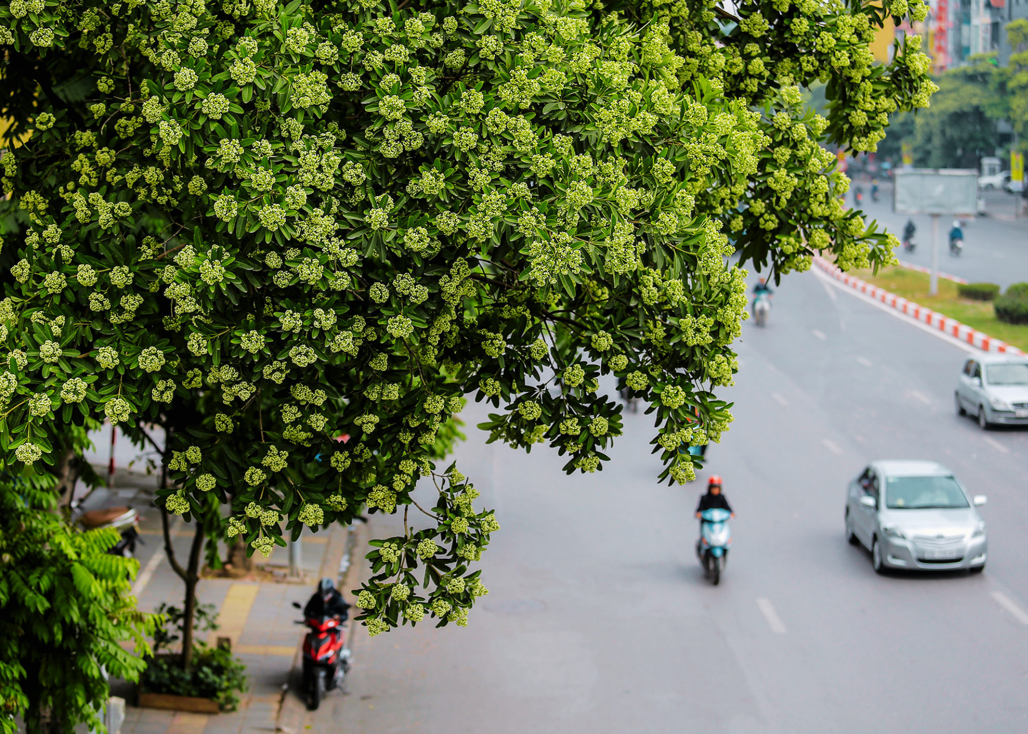 Hà Nội: Quận Đống Đa xin di chuyển khoảng 80 cây hoa sữa ở phố Nguyễn Chí Thanh