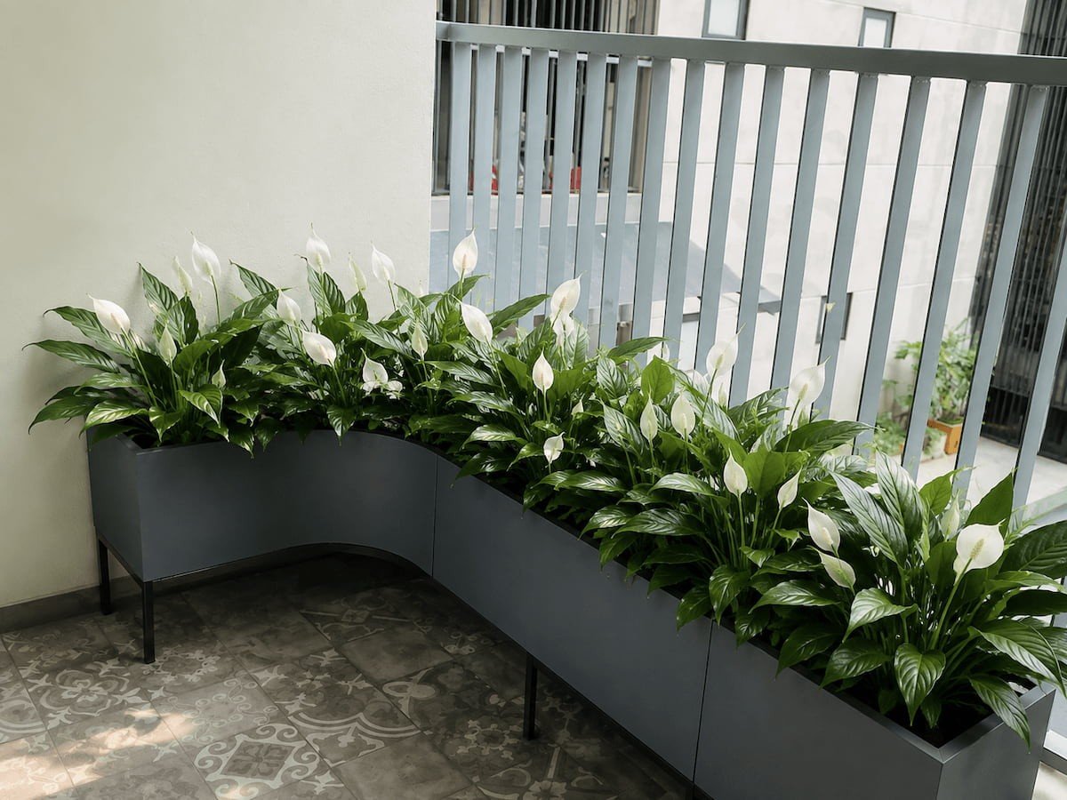 cay lan y trong ban cong.jpg