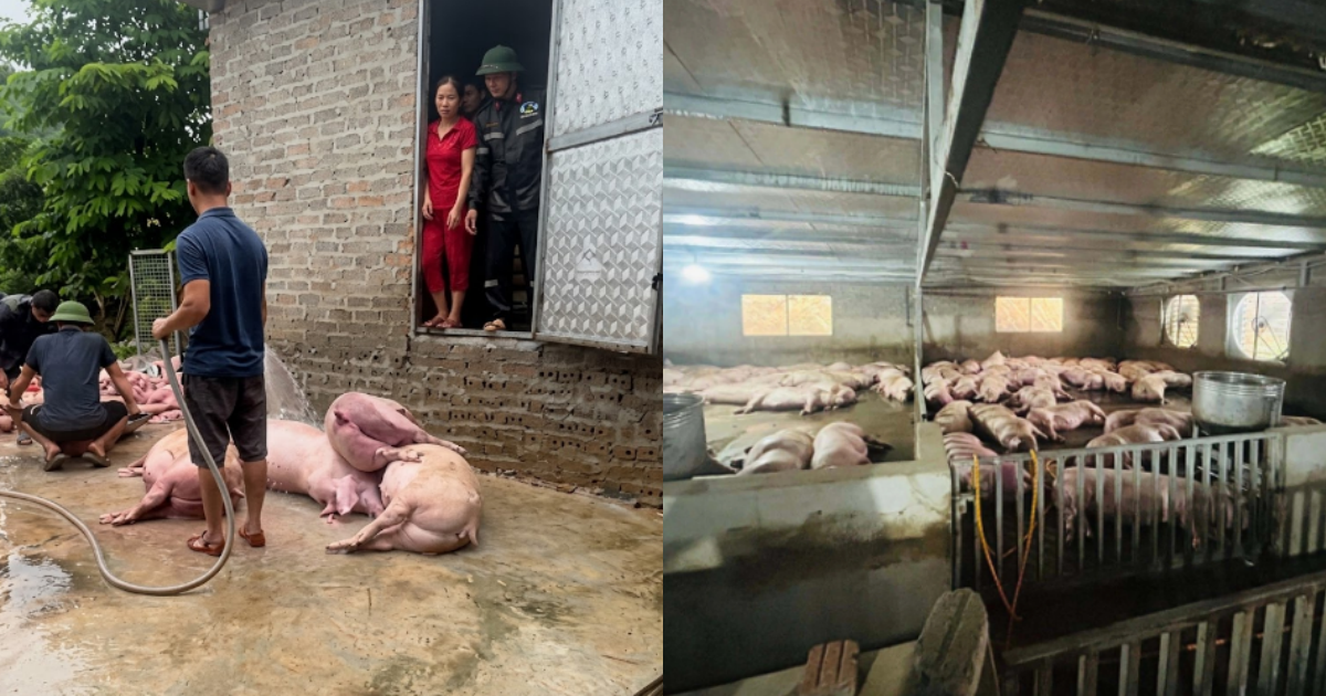 Mất trắng đàn lợn 300 con chỉ sau một đêm, vợ chồng chủ trại nhận "phép màu" từ nhiều người xa lạ
