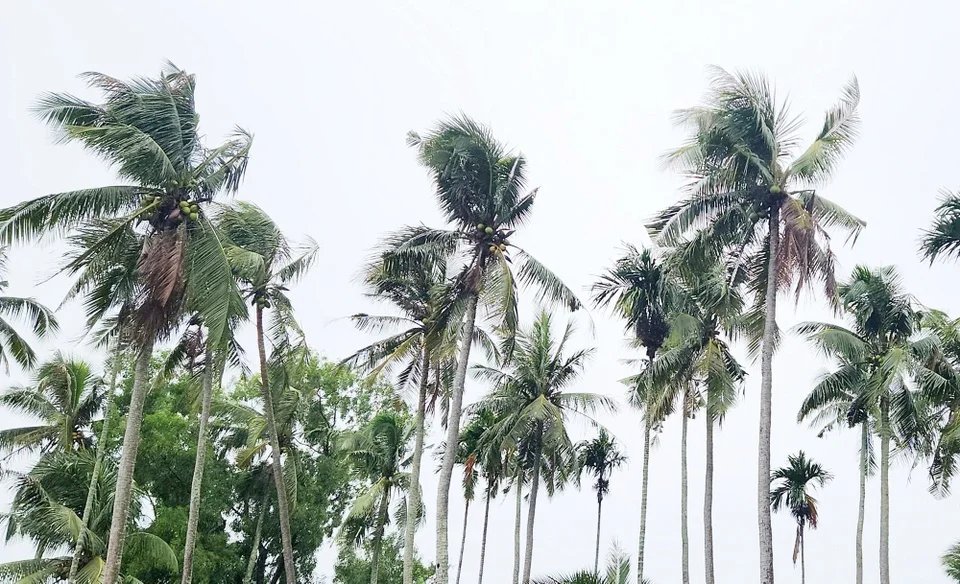 Cần Thơ: Chồng sát hại vợ rồi trèo lên ngọn dừa sau nhà lẩn trốn