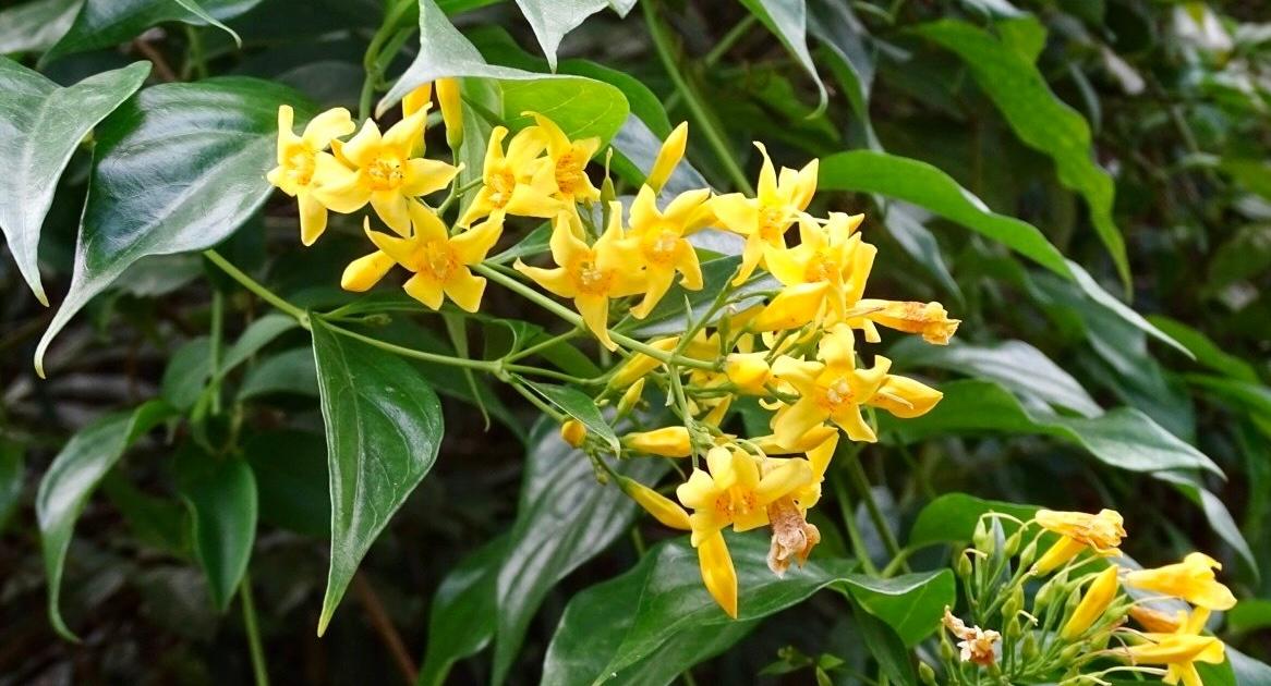 Đà Nẵng: 5 học sinh ăn lá ngón, một em tử vong