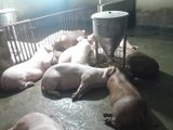 Sét đánh chết đàn lợn 50 con ở Nghệ An