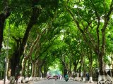 Hà Nội định hướng mỗi tuyến phố một loài cây đặc trưng, đặt mục tiêu hơn 10 m² cây xanh/người