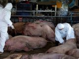 Phú Thọ: Khởi tố đôi nam nữ liên quan 750kg thịt lợn bốc mùi dùng làm lạp sườn