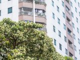 Thương hoa sữa, thương cả người mất ngủ