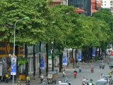 Hà Nội lấy ý kiến người dân về việc giữ lại hay di chuyển cây hoa sữa