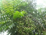 Loài cây giàu vitamin C vừa được Hà Nội đưa vào danh mục cấm