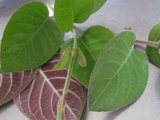 3 loại rau ít thuốc trừ sâu nhất vẫn thường bán đầy chợ, nhiều người không hề hay biết