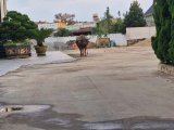 Hai con trâu liên tục húc người ở Lâm Đồng, 6 người bị thương, tiệc cưới náo loạn