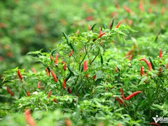 Đọc nhanh bài viết 1036850