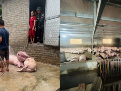 Đọc nhanh bài viết 1185548