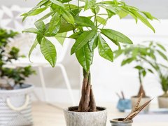 Đọc nhanh bài viết 1189125