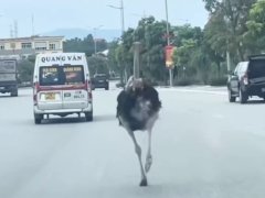 Đọc nhanh bài viết 1191245