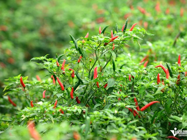 Đọc nhanh bài viết #1036850